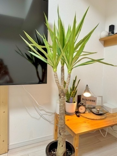 ユッカ　観葉植物