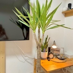 ユッカ　観葉植物