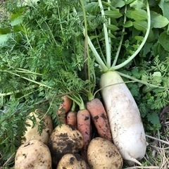 無農薬栽培野菜の販売