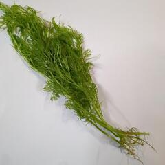 【繁殖しすぎ】水草:アメリカンウォータースプライト