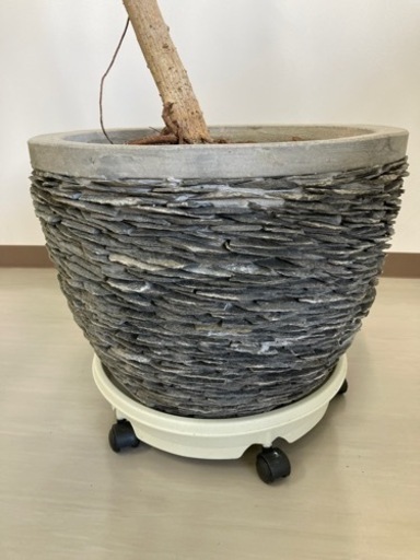 観葉植物 ベンガレンシス その他 