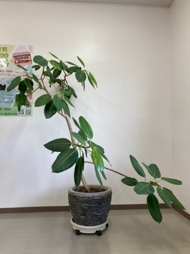 観葉植物　ベンガレンシス