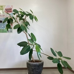 観葉植物　ベンガレンシス