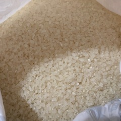 お米（虫付き）約1650g