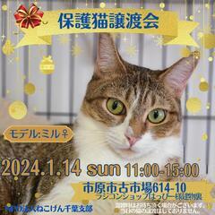 ねこけん千葉支部🐈️新春保護猫譲渡会開催しま～す🎵