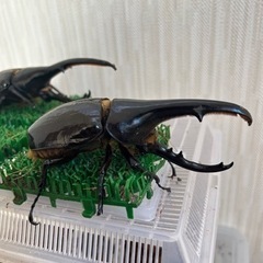 早い者勝ち‼️ヘラクレスオオカブト2匹、スマトラオオヒラタ1匹！とても元気です！