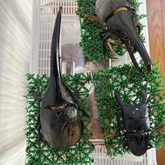 watch seires 7 45mm GPS+セルラー新品未開封 2台-早い者勝ち‼️ヘラクレスオオカブト2匹、スマトラオオヒラタ1匹！とても元気です！