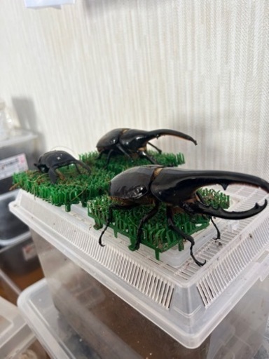 早い者勝ち‼️ヘラクレスオオカブト2匹、スマトラオオヒラタ1匹  
