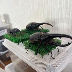 watch seires 7 45mm GPS+セルラー新品未開封 2台-早い者勝ち‼️ヘラクレスオオカブト2匹、スマトラオオヒラタ1匹！とても元気です！