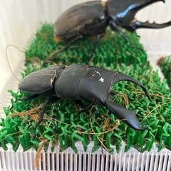 watch seires 7 45mm GPS+セルラー新品未開封 2台-早い者勝ち‼️ヘラクレスオオカブト2匹、スマトラオオヒラタ1匹！とても元気です！