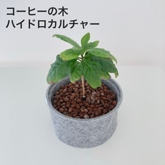 ハイドロカルチャー観葉植物 コーヒーの木