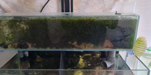 60cmガラスリフジウム水槽