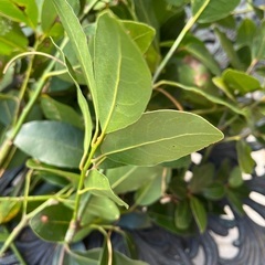 安心安全　無農薬スパイス　月桂樹の葉ローリエ　
