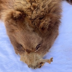 ヒグマ　剥製毛皮　絨毯　本物