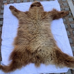 ヒグマ　剥製毛皮　絨毯　本物