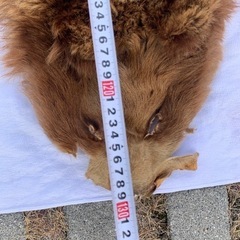 ヒグマ　剥製毛皮　絨毯　本物