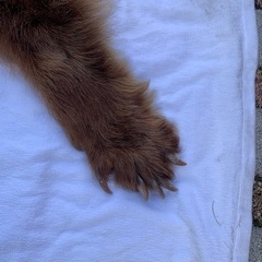 ヒグマ　剥製毛皮　絨毯　本物