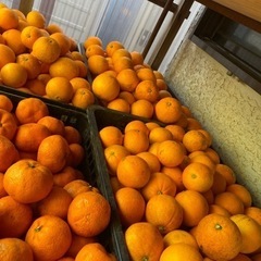 無農薬　ネーブルオレンジ　⑩有機栽培　1kg250円　