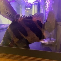 ダトニオプラスワン  25cm± イレギュラーバンド 発色良 引き取り限定