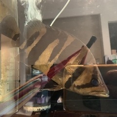 ダトニオプラスワン  25cm± イレギュラーバンド 発色良 引き取り限定