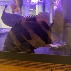 ダトニオプラスワン  25cm± イレギュラーバンド 発色良 引き取り限定