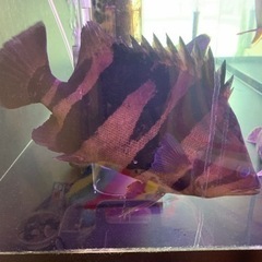 ダトニオプラスワン  25cm± イレギュラーバンド 発色良 引き取り限定