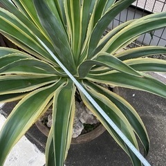 アガベ　ベネズエラ　鉢付き　大型