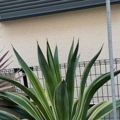 アガベ　ベネズエラ　鉢付き　大型