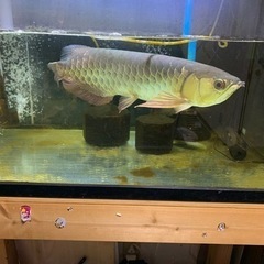 アロワナ　金龍　引き取り