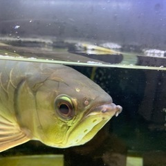 アロワナ　金龍　引き取り