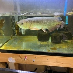 アロワナ　金龍　引き取り