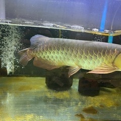 アロワナ　金龍　引き取り