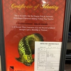 アロワナ　金龍　引き取り