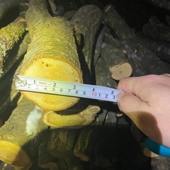 菌打込み済みで原木しいたけまたはなめこ1本直径１０センチ以内