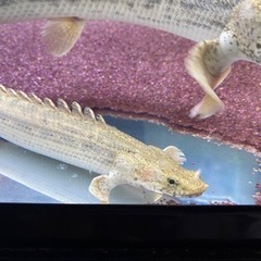 ビキールビキール　　ビキールコリバ　バラ売り可能【熱帯魚】