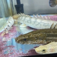 ビキールビキール　　ビキールコリバ　バラ売り可能【熱帯魚】