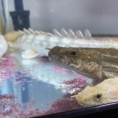 ビキールビキール ビキールコリバ バラ売り可能【熱帯魚】