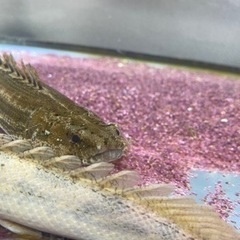 ビキールビキール　　ビキールコリバ　バラ売り可能【熱帯魚】