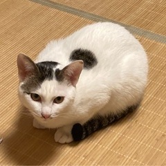 推定7ヶ月の男の子🐈🐾