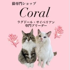 茅ヶ崎￤猫専門ショップcoral￤子猫たちご家族募集中です…