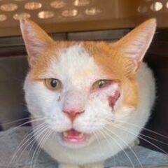 引っ越しで置いてけぼりになって路頭に迷った可哀想な茶シロの猫ちゃん。けんかで傷だらけを保護しました。 − 静岡県