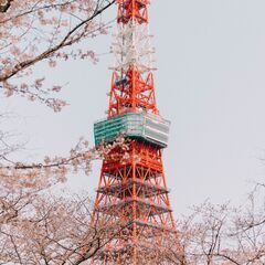 🌸早咲き桜を撮りに行く！