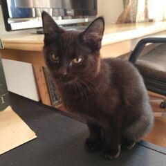 生後4ヶ月くらいの黒猫の画像