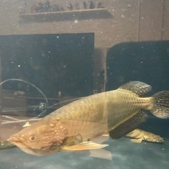 ノーザンバラムンディ  熱帯魚 アロワナ