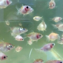 【金魚】 ピンポンパール　ちょうちんパール　稚魚　3～4cm