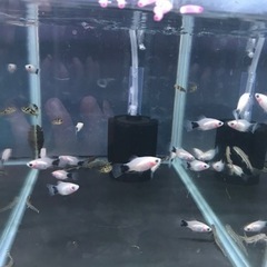 熱帯魚　ホワイトミッキーマウスプラティ