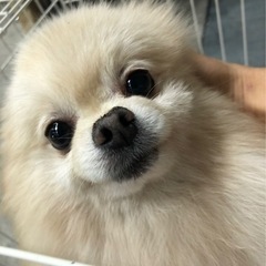 美形のポメちゃん。ブリード卒業犬です。（代理投稿になります）