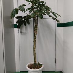 ツピタンサス　直接お渡し　or  配送　青森　秋田　岩手 ツピタンサス 直接お渡し or 配送 青森 秋田 岩手