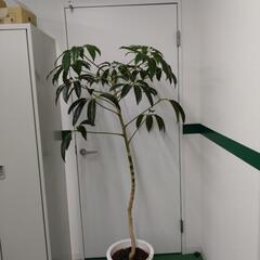 観葉植物　ツピタンサス