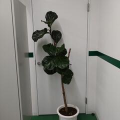 観葉植物　カシワバゴム